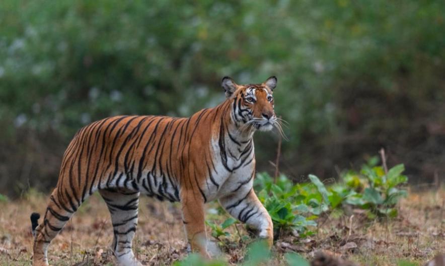 Angels Nest Home Stay 2 Acra Private Plantation Mountain Area Balconey Sunrice View Nearby Ngarhole Wild Life , Tholpetty Wild Life , Pakshipathalam Bird Santuary , Kuruva Island # Thirunelly & Thrissilery Temple Near By Secure Stay Wayanad Kerala Chegāt Exteriör bild