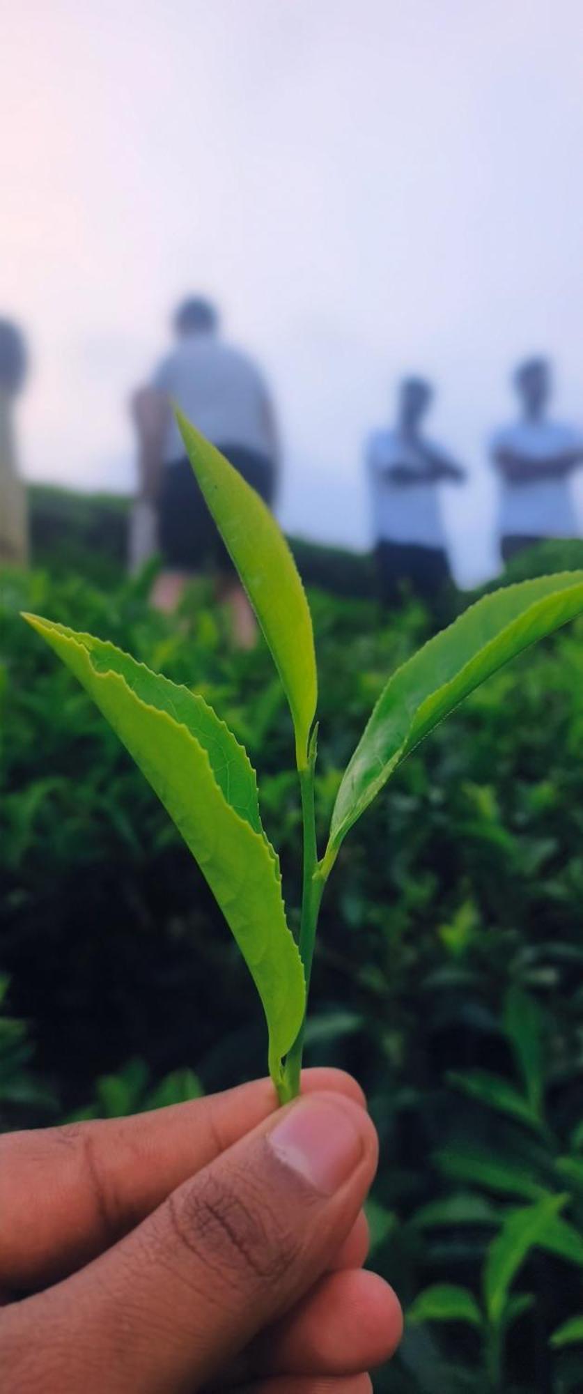 Angels Nest Home Stay 2 Acra Private Plantation Mountain Area Balconey Sunrice View Nearby Ngarhole Wild Life , Tholpetty Wild Life , Pakshipathalam Bird Santuary , Kuruva Island # Thirunelly & Thrissilery Temple Near By Secure Stay Wayanad Kerala Chegāt Exteriör bild